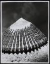 Cellana exarata Nurrall