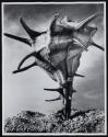 Murex cornutus Linne
