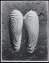 [Study of shells]