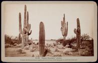 Cereus Giganteus, Arizona