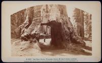 The Dead Giant, Tuolumne Grove, 30 Feet 8 inches diameter