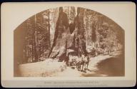 Dead Giant, Tuolumne Grove, Diam. 30 Ft. 8 in.