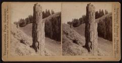 Petrified Tree