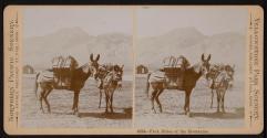 Pack Mules of the Mountains.