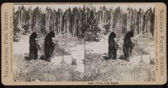 Twin Cub Bears