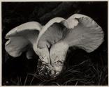 Toadstool