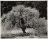 [Willow, Santa Cruz, 1933]