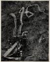 [Kelp and Driftwood, Point Lobos, 1944]