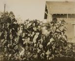 [Two women peeking out of sunflowers]