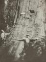 California Big Tree Redwood
