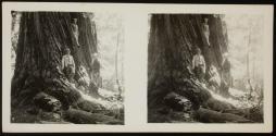[Three men standing on trunk of giant tree]