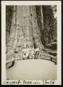 Largest tree in World