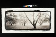 Grandpa's almond orchard, Manteca, CA