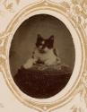 [Cat]
