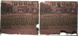 [Tulips, George Eastman's garden]