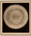 [Transverse section of a sea urchin spine under magnification]