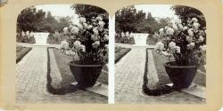 Stereo View of Garden
