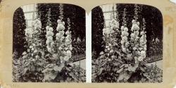 Stereo View of Garden