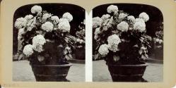 Stereo View of Garden