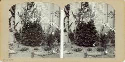 Stereo View of Garden