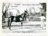 Horse named Kodak