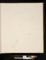 [Sketches of woman's neck, arm and shoulders]