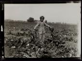 [Child picking beets]