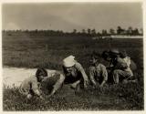 [Mother and children picking cranberries, Browns Mills, New Jersey]