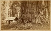 Mariposa Grove, California