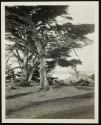 [View of ocean along California coastline (may have trees and/or rocky coast)]