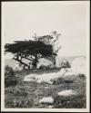 [View of ocean along California coastline (may have trees and/or rocky coast)]