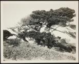 [View of ocean along California coastline (may have trees and/or rocky coast)]