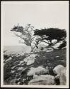 [View of ocean along California coastline (may have trees and/or rocky coast)]