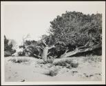 [View of ocean along California coastline (may have trees and/or rocky coast)]