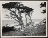[View of ocean along California coastline (may have trees and/or rocky coast)]