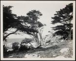 [View of ocean along California coastline (may have trees and/or rocky coast)]