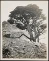 [View of ocean along California coastline (may have trees and/or rocky coast)]