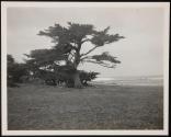 [View of ocean along California coastline (may have trees and/or rocky coast)]