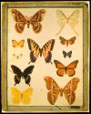 [Butterfy collection]