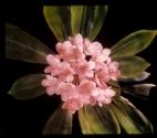 [Rhododendron]