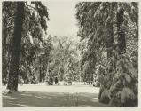 Winter Grove