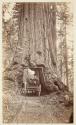 Wawona, Mariposa Grove