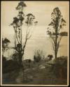 [View of trees and water]