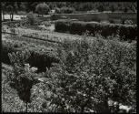 [Garden in Saint Remy]