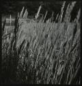 [Wheatfield]