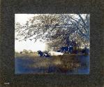 View of cows