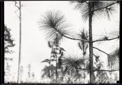 [Pine tree branch]