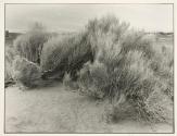 Bad Waters, Death Valley