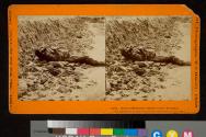 Dead Confederate Soldier in the Trenches.