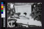 [Elderly woman laid out in coffin with long hair loose]